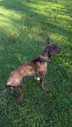 Reunited Male Dog last seen Wiley Avenue, Mims, FL 32754