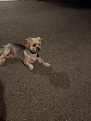 Found/Stray Male Dog last seen Near Camelia Drive, Woodbury, MN 55129