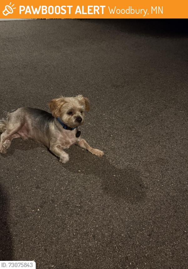 Found/Stray Male Dog last seen Near Camelia Drive, Woodbury, MN 55129