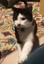 Reunited Female Cat last seen Colyton Road (across from Peckham Rye Park), Greater London, England SE22 0NE