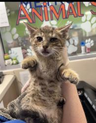 Shelter Stray Female Cat last seen Near BLOCK DUMESNIL AVE, 3528 Newburg Rd, Louisville, KY 40218, USA