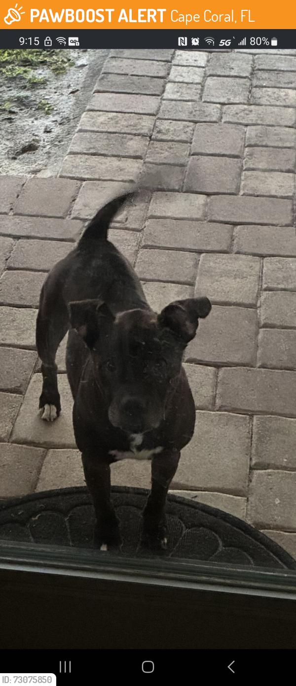 Found/Stray Male Dog last seen Nw 31st Ave and nw 25th st, Cape Coral, FL 33993
