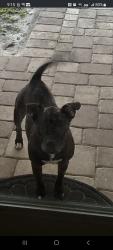 Found/Stray Male Dog last seen Nw 31st Ave and nw 25th st, Cape Coral, FL 33993