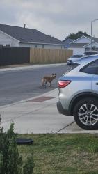 Found/Stray Female Dog last seen Torrian Village, San Antonio, TX 78227