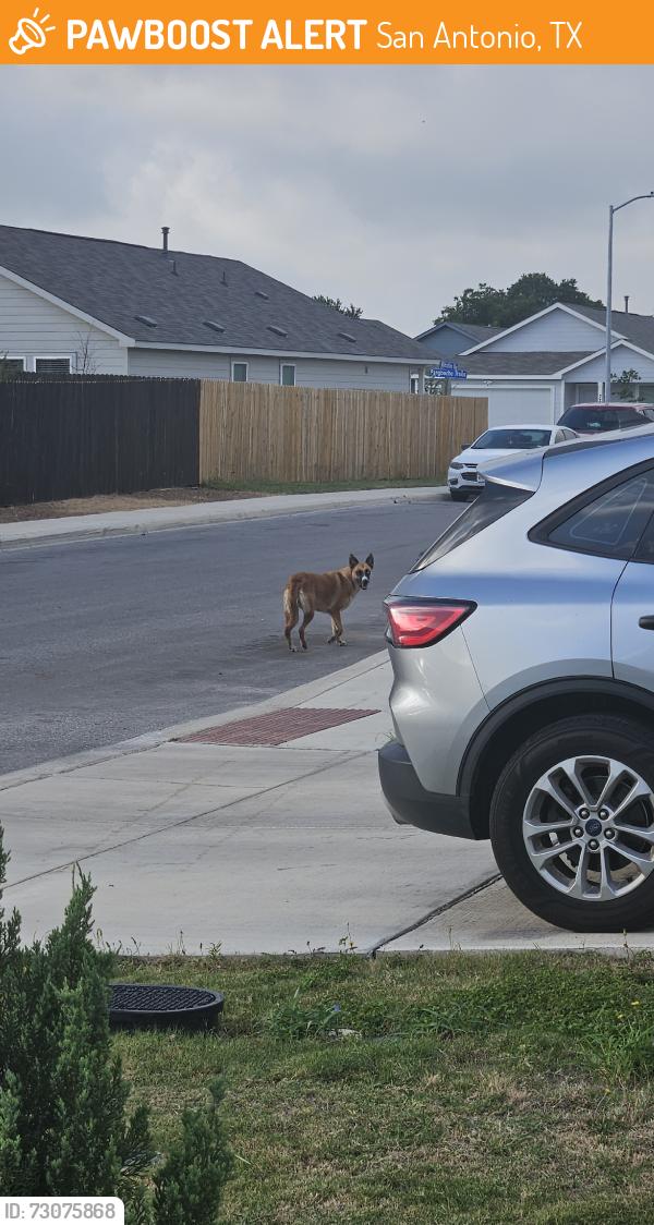 Found/Stray Female Dog last seen Torrian Village, San Antonio, TX 78227