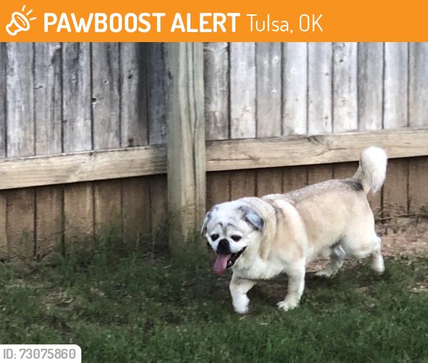 Found/Stray Male Dog last seen Cedar Ridge Park & Ridge Point, Tulsa, OK 74133