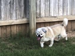 Found/Stray Male Dog last seen Cedar Ridge Park & Ridge Point, Tulsa, OK 74133