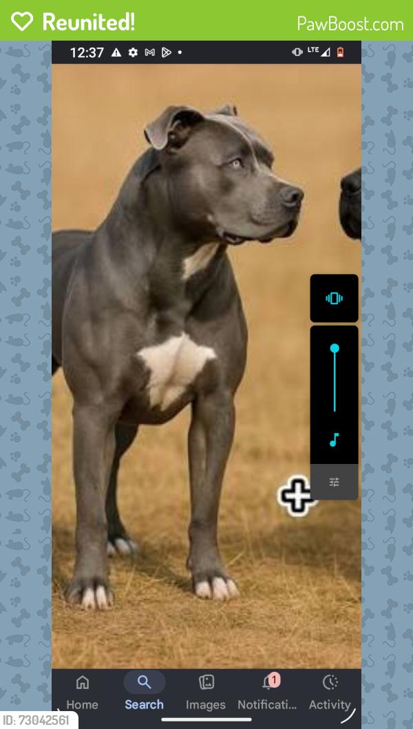 Reunited Male Dog last seen 24N bosque, Erath, LA 70533