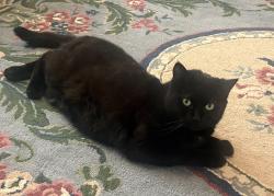 Lost Female Cat last seen Oakwood pierrefonds, Montréal, QC H9H