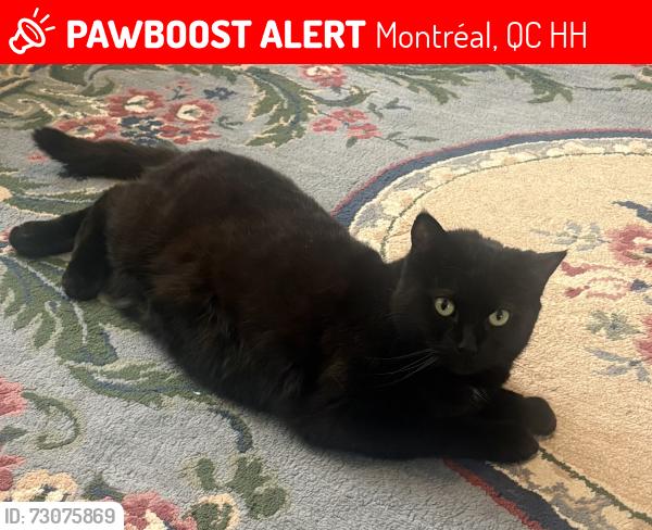 Lost Female Cat last seen Oakwood pierrefonds, Montréal, QC H9H