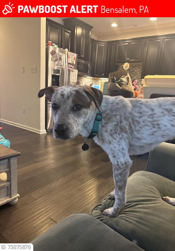 Lost Male Dog last seen Bensalem High School, Bensalem, PA 19020