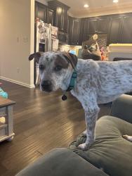 Reunited Male Dog last seen Bensalem High School, Bensalem, PA 19020