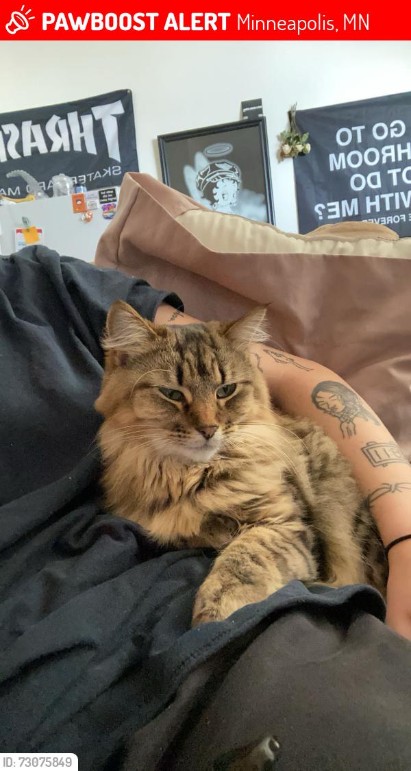 Lost Female Cat last seen university ave SE, Minneapolis, MN 55414