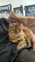 Lost Female Cat last seen university ave SE, Minneapolis, MN 55414
