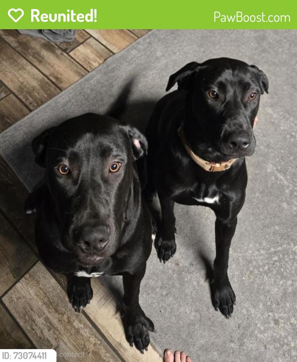Reunited Male Dog last seen Rector Rd, Friday Rd, Cox Rd., Cocoa, FL 32926