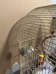 Found/Stray Unknown Bird last seen Marlbrough Park community association, Calgary, AB T2A