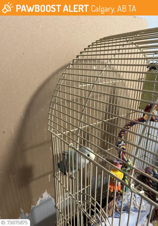 Found/Stray Unknown Bird last seen Marlbrough Park community association, Calgary, AB T2A