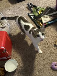 Found/Stray Male Cat last seen Davis Rd. and Springtree, near Temple Terrace Hey., Temple Terrace, FL 33617