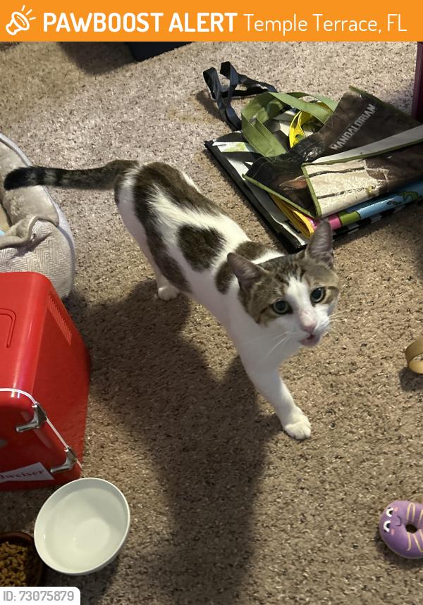 Found/Stray Male Cat last seen Davis Rd. and Springtree, near Temple Terrace Hey., Temple Terrace, FL 33617