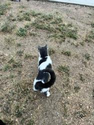 Found/Stray Female Cat last seen Sawtelle and Ohio, Los Angeles, CA 90073