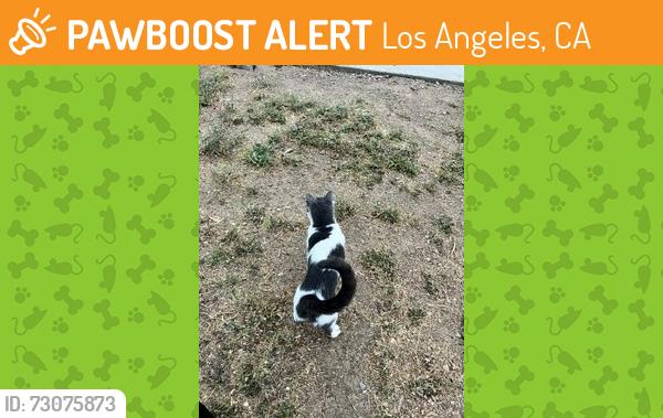 Found/Stray Female Cat last seen Sawtelle and Ohio, Los Angeles, CA 90073