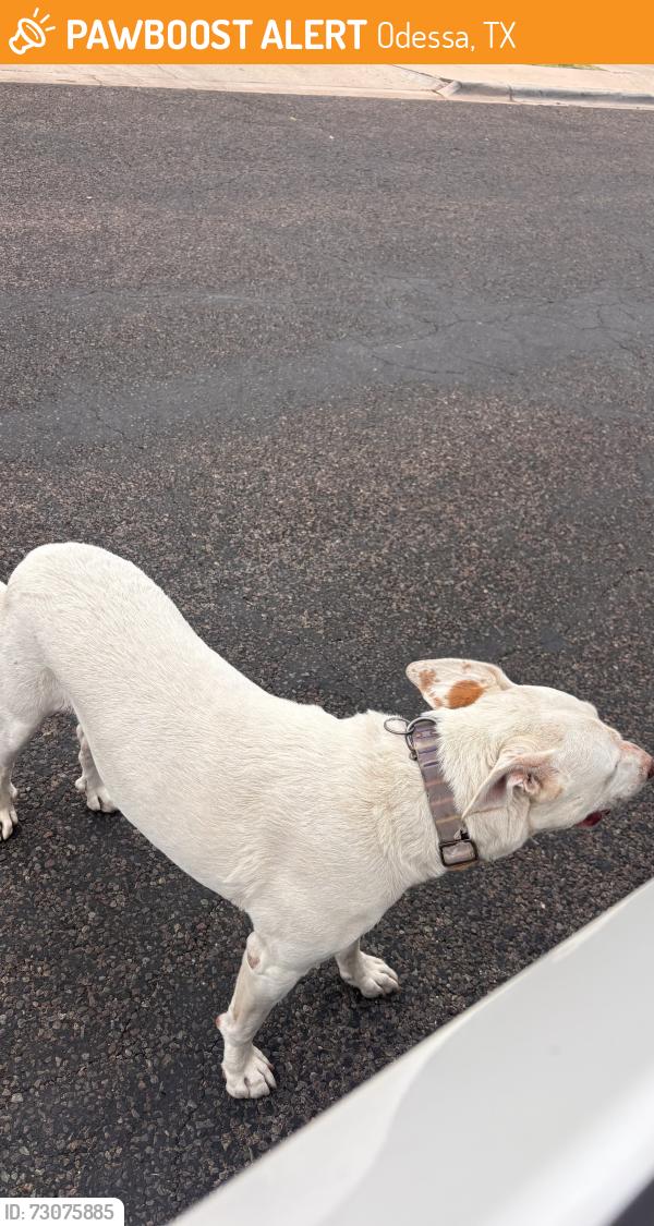 Found/Stray Male Dog last seen Near Ventura Ave Odessa, TX 79764 United States, Odessa, TX 79764