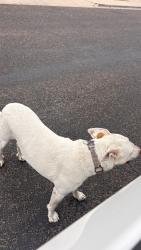 Found/Stray Male Dog last seen Near Ventura Ave Odessa, TX 79764 United States, Odessa, TX 79764