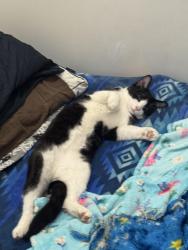 Lost Male Cat last seen Near berry street, Winnipeg, MB R3J 1N5