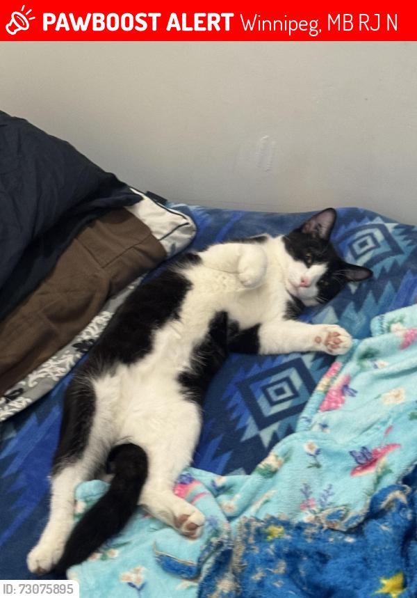 Lost Male Cat last seen Near berry street, Winnipeg, MB R3J 1N5