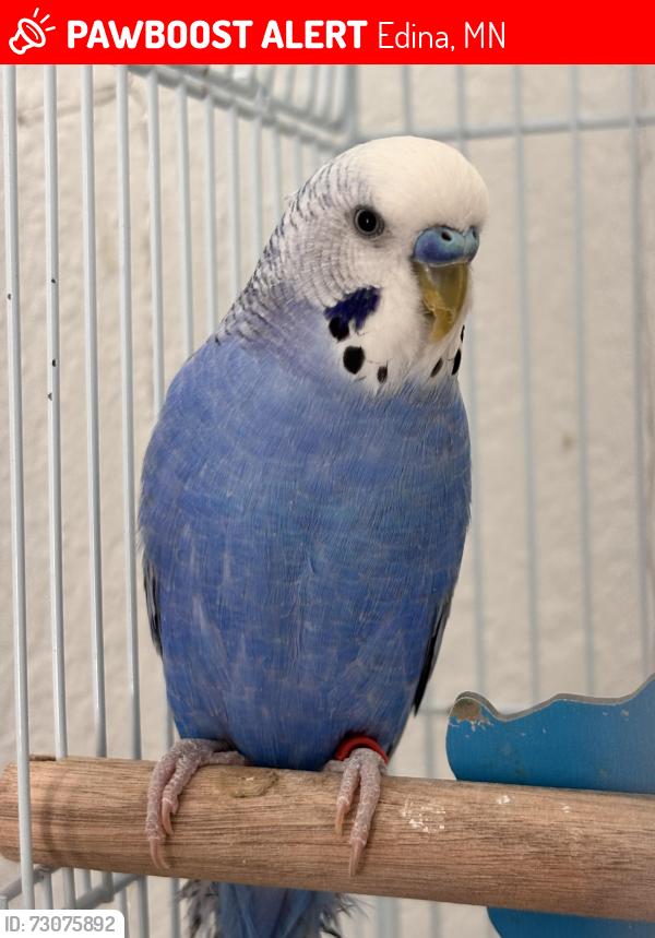 Lost Male Bird last seen Cahill rd Edina mn, Edina, MN 55439