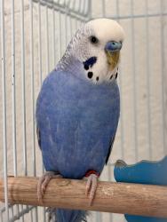 Lost Male Bird last seen Cahill rd Edina mn, Edina, MN 55439