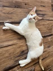 Lost Male Cat last seen Treeline Dr and Milton Grove Road, Elizabethtown, PA 17022