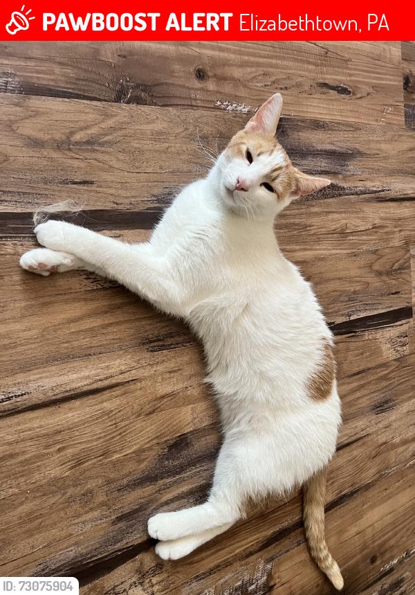 Lost Male Cat last seen Treeline Dr and Milton Grove Road, Elizabethtown, PA 17022