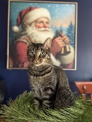 Reunited Male Cat last seen 12 Mile and Orchard Lake, Farmington Hills, MI 48334