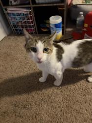 Found/Stray Male Cat last seen Davis Rd. and Springtree Dr. near Temple Terrace Hwy., Hillsborough County, FL 33637