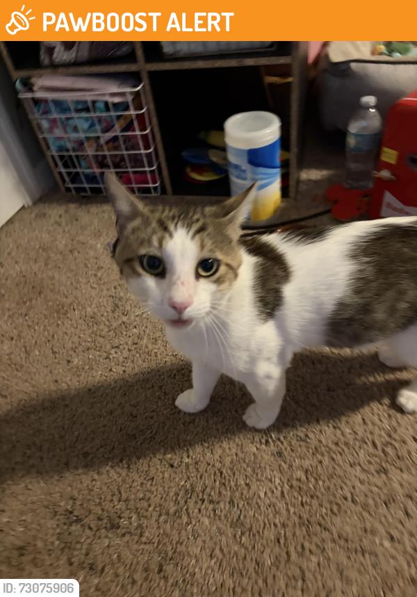 Found/Stray Male Cat last seen Davis Rd. and Springtree Dr. near Temple Terrace Hwy., Hillsborough County, FL 33637