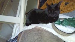 Reunited Female Cat last seen Lordship lane est /over hill rd /melford rd, Greater London, England SE22 8PA