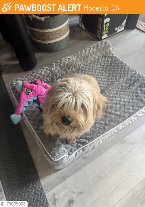 Found/Stray Unknown Dog last seen woodland-mercy-, Modesto, CA 95358
