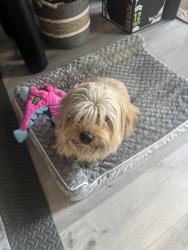 Found/Stray Unknown Dog last seen woodland-mercy-, Modesto, CA 95358
