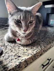 Found/Stray Female Cat last seen Bear Creek Reservoir, Bogart, GA 30622