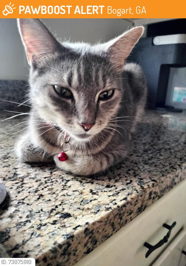 Found/Stray Female Cat last seen Bear Creek Reservoir, Bogart, GA 30622
