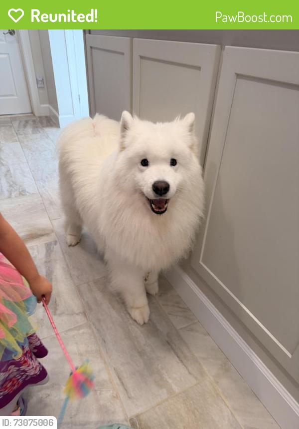 Reunited Male Dog last seen Beulah (Mill race ests dr) near atwood, Vienna, VA 22182