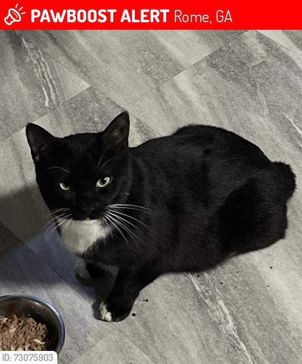 Lost Male Cat last seen Jones Bend Rd Rome, GA, Rome, GA 30165
