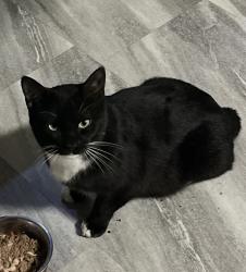 Lost Male Cat last seen Jones Bend Rd Rome, GA, Rome, GA 30165