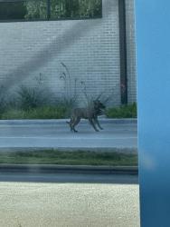 Found/Stray Male Dog last seen Starbucks, Clyde, TX 79510