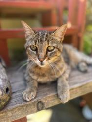 Lost Female Cat last seen College and Kings Highway, Decatur, GA 30030
