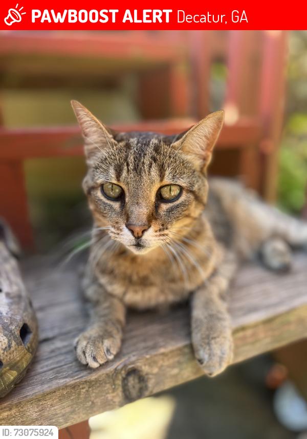 Lost Female Cat last seen College and Kings Highway, Decatur, GA 30030