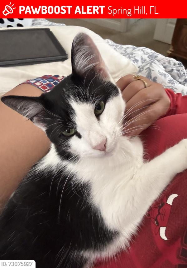 Lost Male Cat last seen madrid rd, Spring Hill, FL 34613