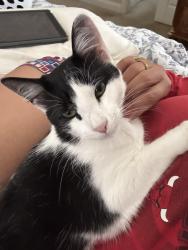 Lost Male Cat last seen madrid rd, Spring Hill, FL 34613