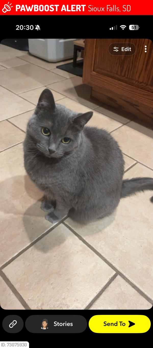 Lost Female Cat last seen E Brennan Drive and N Dubuque, Sioux Falls, SD 57110